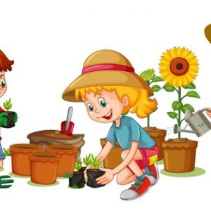 Ciências 3º Ano Fundamental – As plantas e suas estruturas componentes, o que é clorofila, a reprodução das plantas.