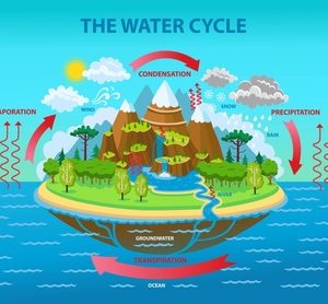Ciências 6º Ano Fundamental – O ciclo da água na natureza e nos seres vivos.