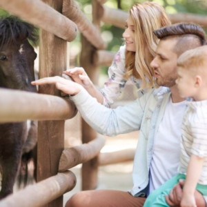 Apostila de Ciências – Os animais e seus diferentes modos de vida – Habilidade BNCC: EF03CI04.